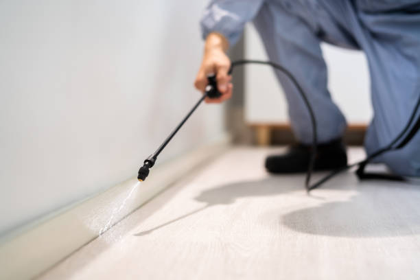 Flea Control Services in The Woodlands, TX