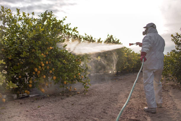 Best Bed Bug Extermination  in The Woodlands, TX