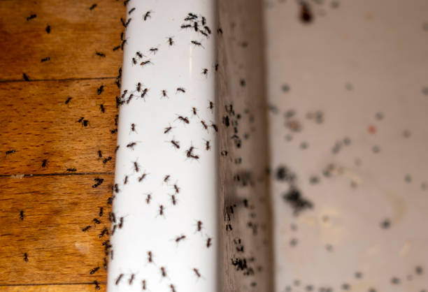 Best Pest Inspection Near Me  in The Woodlands, TX