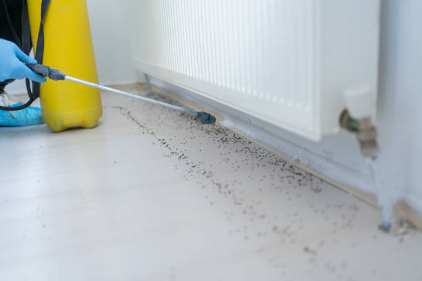 Best Ant Control Services  in The Woodlands, TX