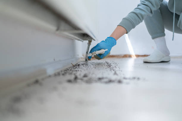 Best Spider Control Near Me  in The Woodlands, TX